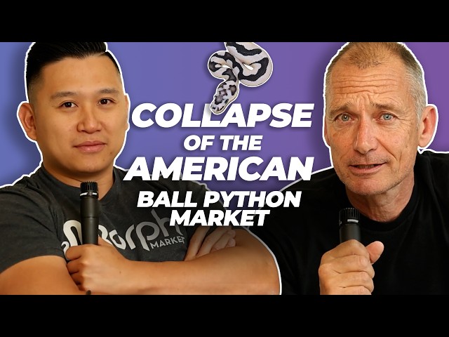 OVERTHROW the American Ball Python Market | #ballpython #snake #reptiles