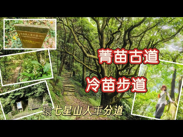 台北陽明山 半日遊系列 冷門步道 避暑路線 冷水坑連走 菁苗古道 冷苗步道 O型 2026/05/31