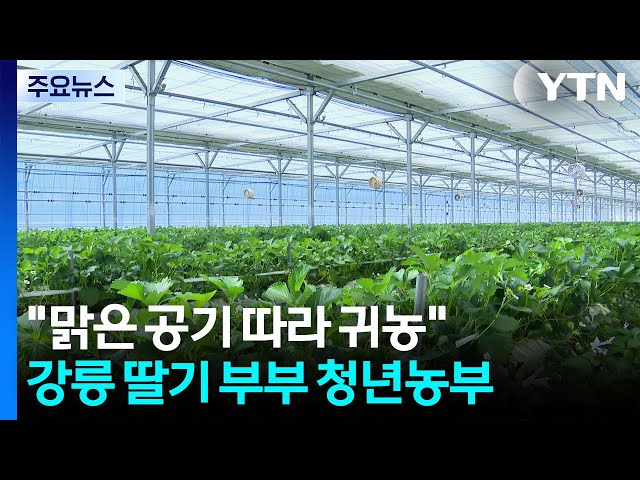 [청년농부] "맑은 공기 따라 귀농"...강릉 딸기 부부 청년농부 / YTN