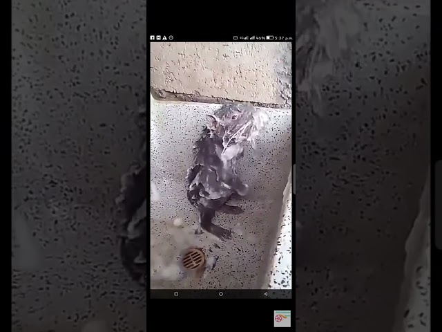 Rat चाचा bathing 🤣🔥#shorts  #trending #shortsfeed