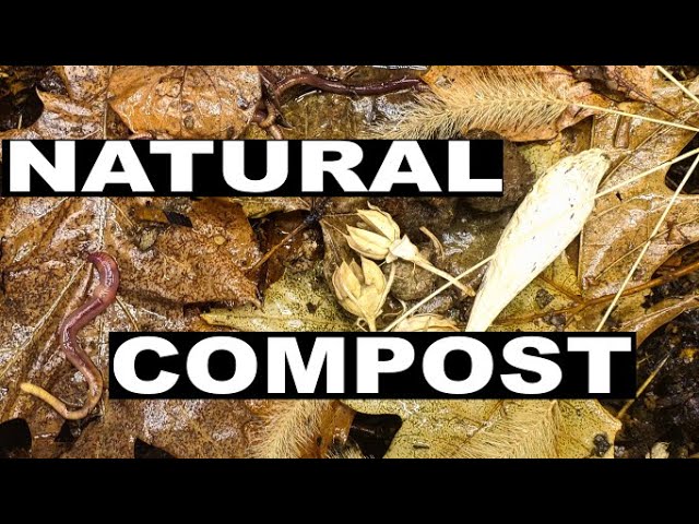 Wild Compost Worms Eat This