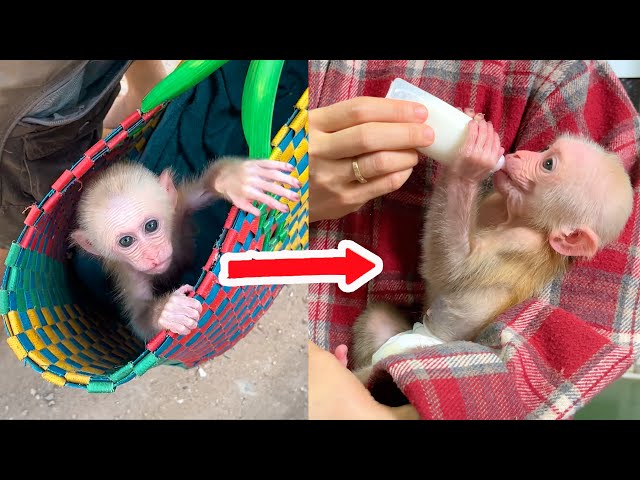The journey... Baby monkey Bibi returns home.