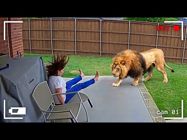 Wild Animals Invading Cities Caught on Camera