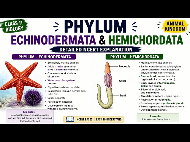 Phylum Echinodermata & Hemichordata | Detailed NCERT Explanation | Class 11 Biology