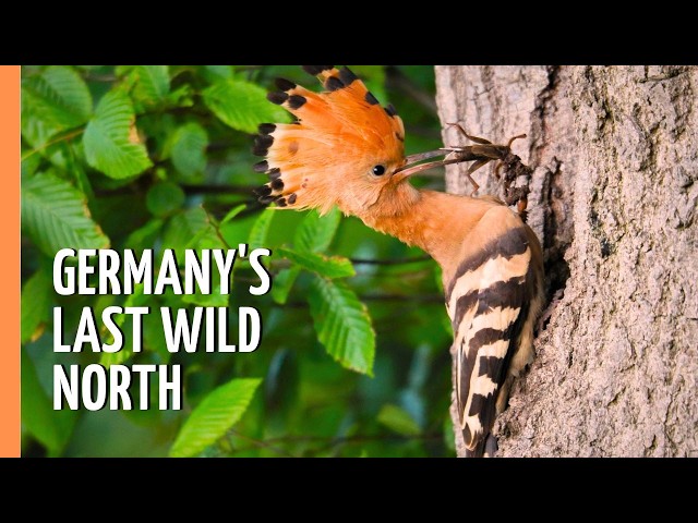 Germany's Wild North: Life in the Wendland | Full Documentary