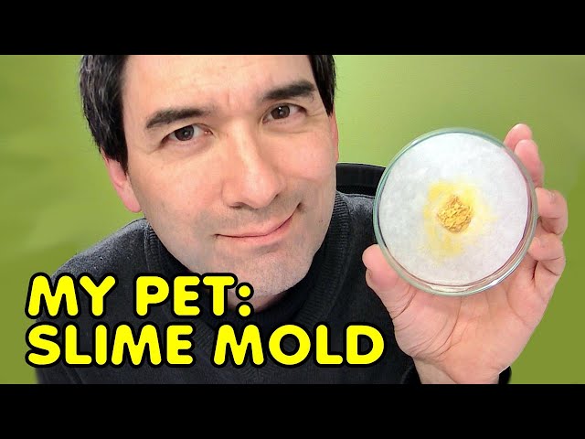 How to grow your own SLIME MOLD at home! | Physarum polycephalum