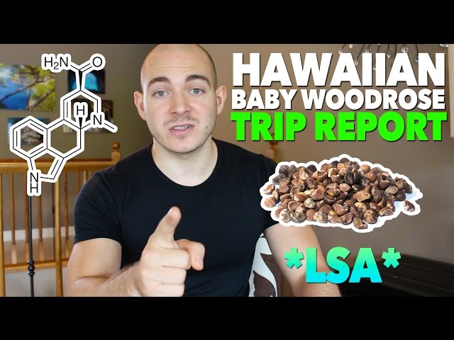 Informe de viaje de Hawaiian Baby Woodrose (LSA)
