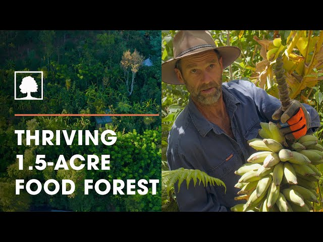 Los Agricultores del Bosque de Alimentos – Agroforestería sintrópica