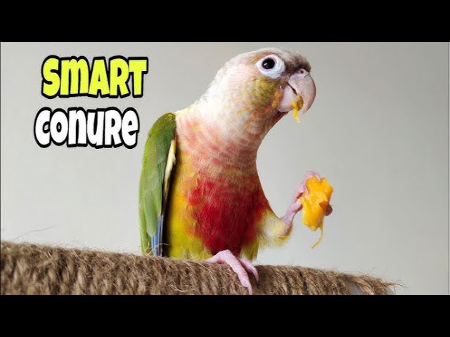 Little Bird 🦜 | Daily Life of My Parrot