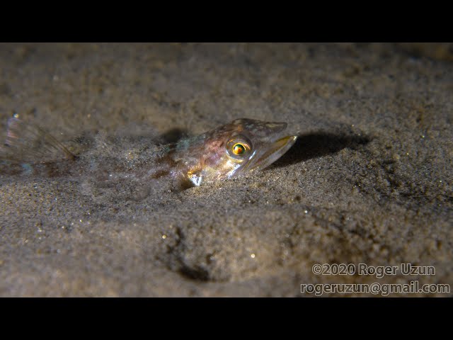 HDObservations : California Lizardfish (4K UHD)