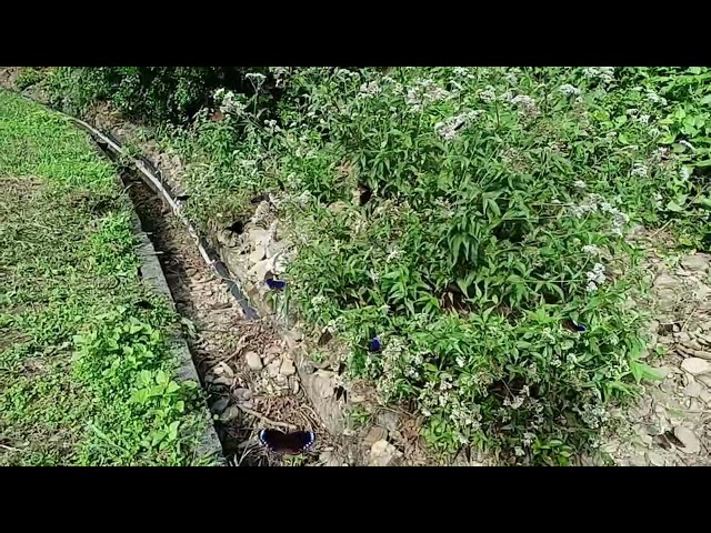茂林國家風景區賞蝶最新蝶況113 10 15