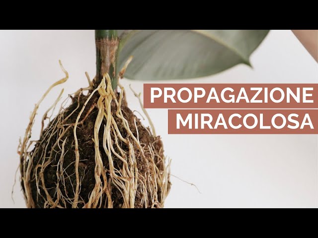 How to Propagate a Ficus: A Foolproof Technique | Layering