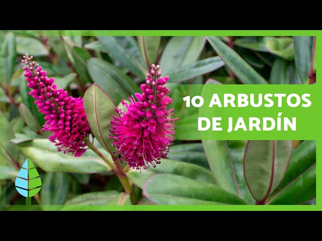 10 Low-Maintenance SHRUBS for the GARDEN 🌿🌺