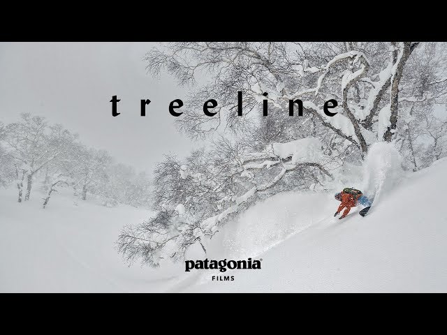 Treeline: The Secret Life of Trees | Patagonia Films
