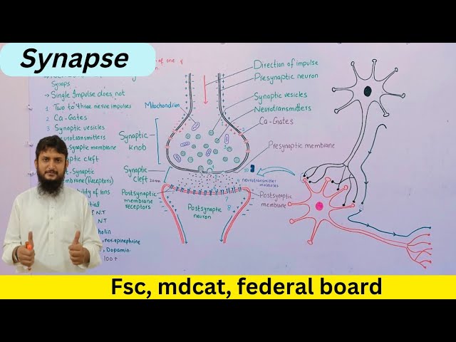 Synapse | synapse and neurotransmitters | class 12 | Urdu/hindi