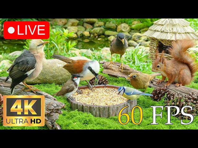 🔴 24/7 LIVE: Cat TV for Cats to Watch 😺 Summer Fun with  Squirrels and Birds 🐿 4K Cat Games HDR