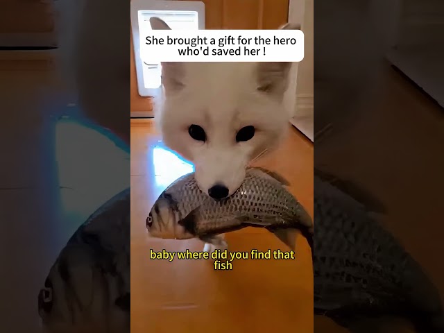 A fox got into trouble.#fox #rescue #animals #cute #shorts