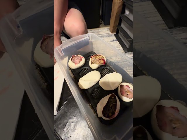 Ball python egg cutting 2025 clutch #3 