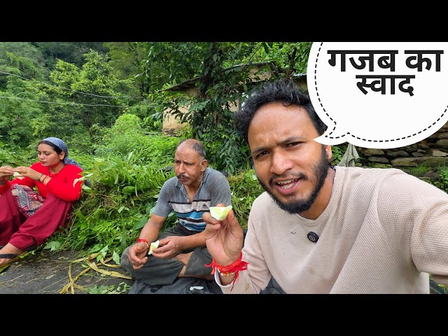 गौशाला में रसीली पहाड़ी ककड़ी का आनंद || Pahadi Lifestyle Vlog || Pahadi Biker || Alok Rana