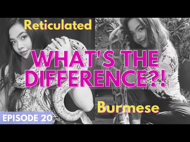 Burmese vs. Reticulated Pythons - What's the difference?