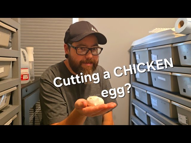 I've never seen a Ball Python egg this tiny.. (Will it survive?)