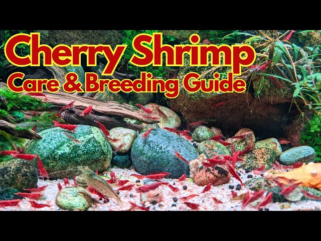 Cherry shrimp care guide : Neocaridina davidi setup & breeding