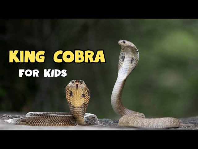 King Cobra | The Longest Venomous Snake | Educational Video for kids