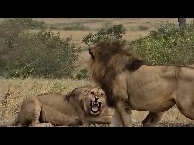 Male lion isn't happy to find his sons fully grown