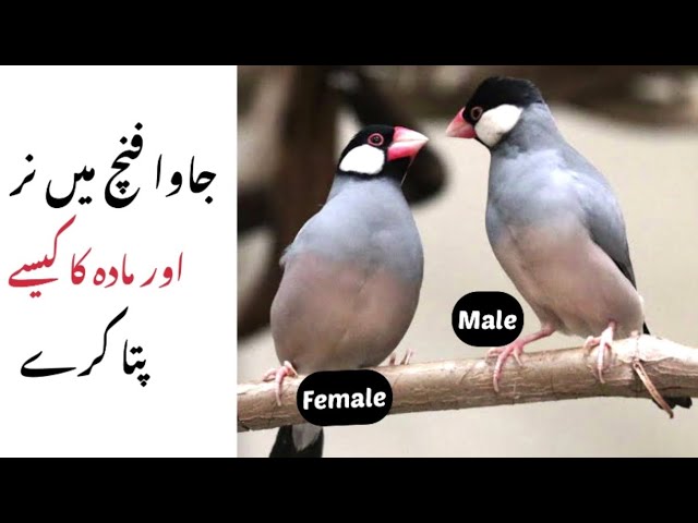 HOW To IDENTIFY Male Female In Java Finch