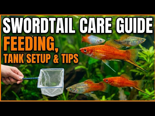 The Swordtail: Be Careful With This Fish! Species Profile