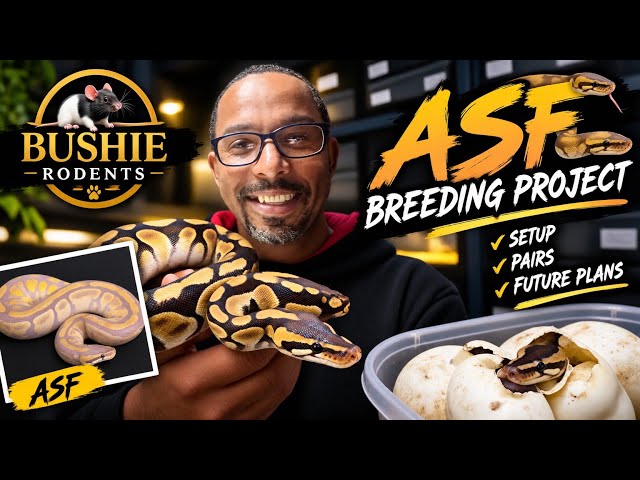 Starting My Own ASF Breeding Colony – The First Step!