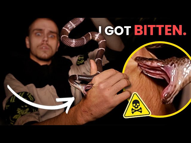 I've been bit... (Snake bite caught on camera)