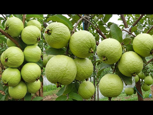 🔴 LIVE 🌱 How to Grow Guava Trees from Cuttings & Harvest More Fruit (LIVE) #livestream #live