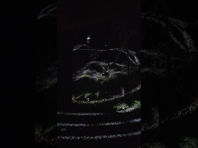 Visual representation of Echolocation by bats