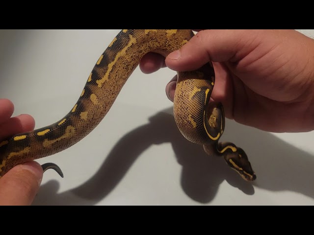 2021 Freeway ball python male