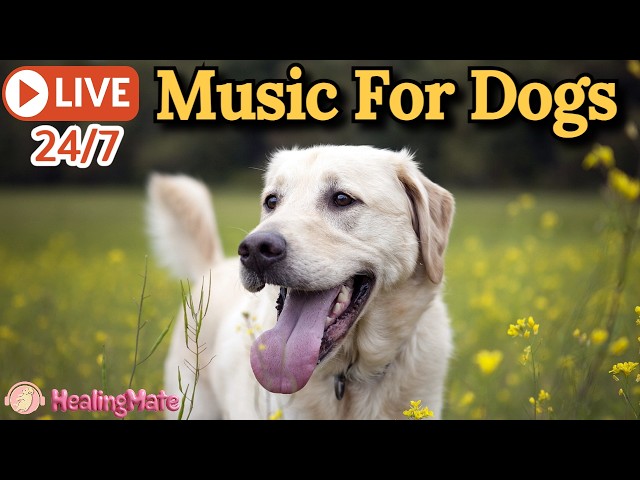 🔴24/7 Dog Music🎵🐶Calming Music for Dogs🐶💖Soothes Separation Anxiety🦮Music to Help Dogs Sleep🔴7