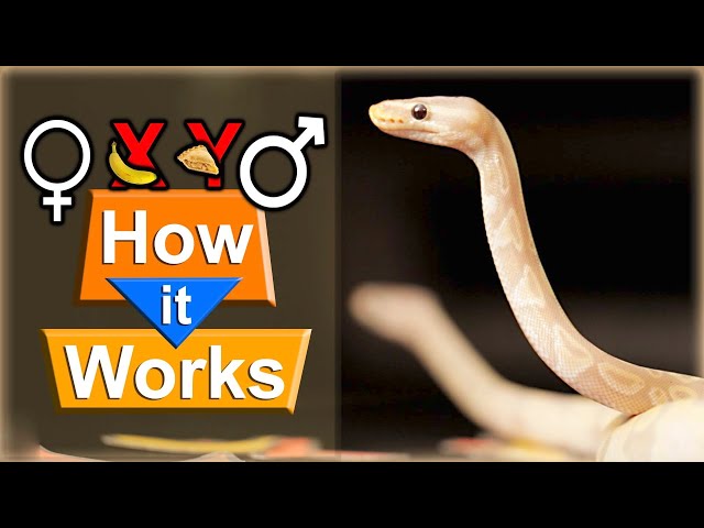 The Super Banana Ball Python