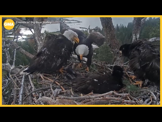 Big news for Big Bear’s famous bald eagle