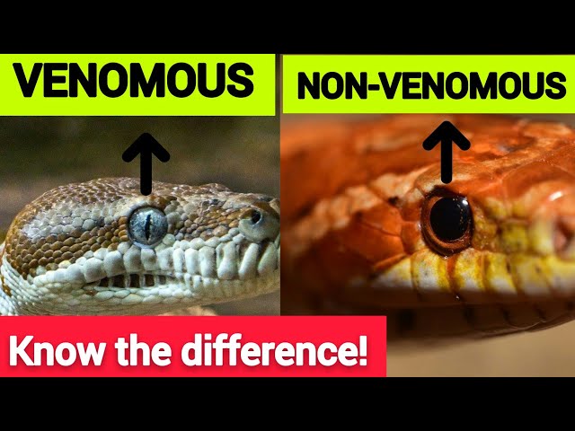 10 Differences between Venomous and Non Venomous Snakes.