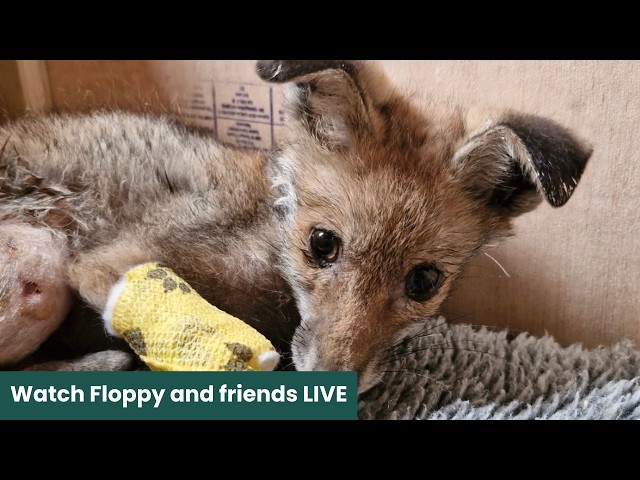 Watch Captain Jack and Friends LIVE