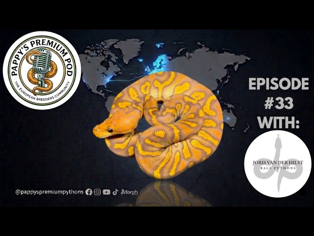 E33: Letting the Work Speak – Joris Van Der Hilst Ball Pythons 🇳🇱💎