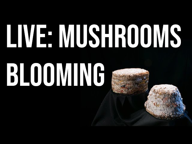 LIVE: Watch mushrooms blooming on Minga Opazo’s textile sculptures. Fungi, art, & science collide.
