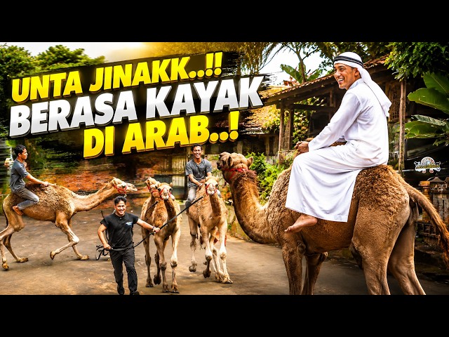 3 HARI BERTURUT" LATIHAN, UNTA JADI NURUT BANGET GAESS..!!
