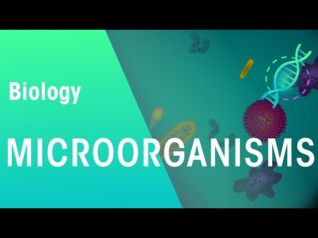 Microorganisms | Genetics | Biology | FuseSchool