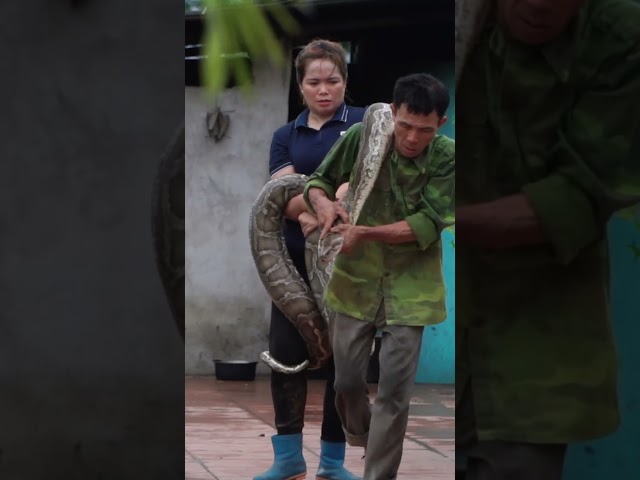 Farm Under Attack! Giant Python Caught to Save Livestock 🐍🔥