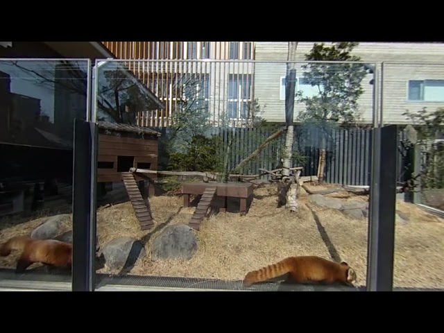 レッサーパンダ：上野