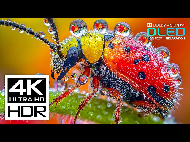BEST HDR 4K 60fps Video - Dolby Vision (8K/4K Video TV)