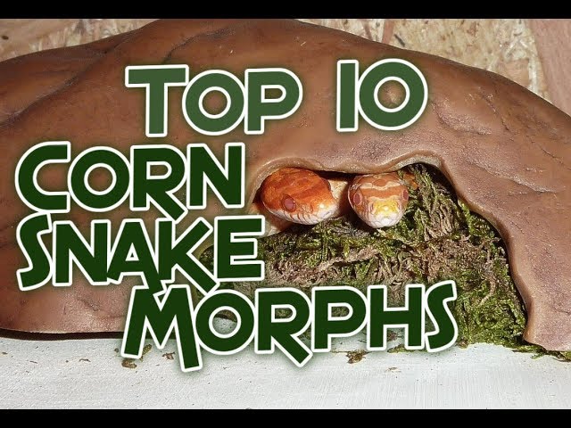 Top 10 Corn Snake Morphs (With Prices)