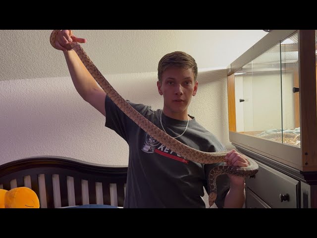 Reptile Room Tour 2026