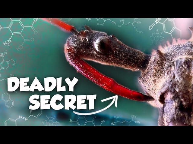 What Happens if an Assassin Bug BITES You?